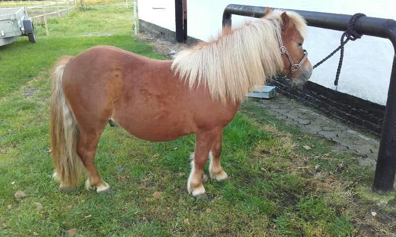 Shetlænder Hedens Toyota  billede 3