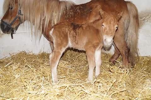 Shetlænder Hedens Toyota  billede 10