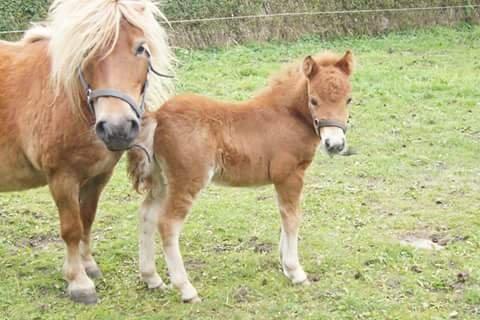 Shetlænder Hedens Toyota  billede 12