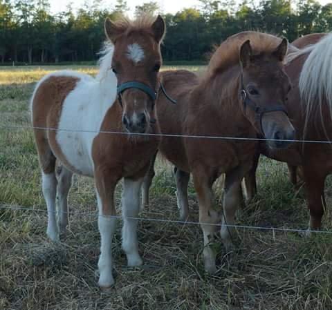 Shetlænder Hedens Toyota  billede 8