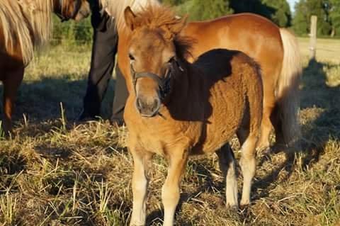 Shetlænder Hedens Toyota  billede 9