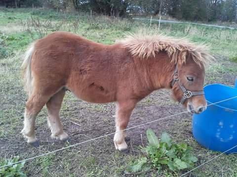 Shetlænder Hedens Toyota  billede 11