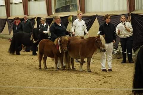 Shetlænder Hedens Toyota  billede 1