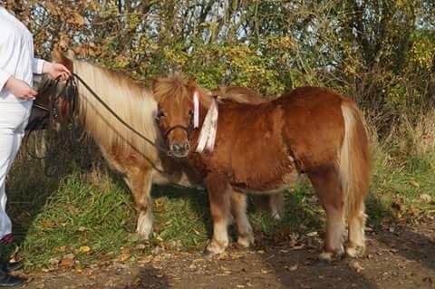 Shetlænder Hedens Toyota  billede 5