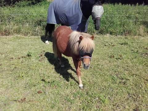 Shetlænder Hedens Toyota  billede 4