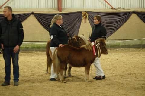 Shetlænder Hedens Toyota  billede 7