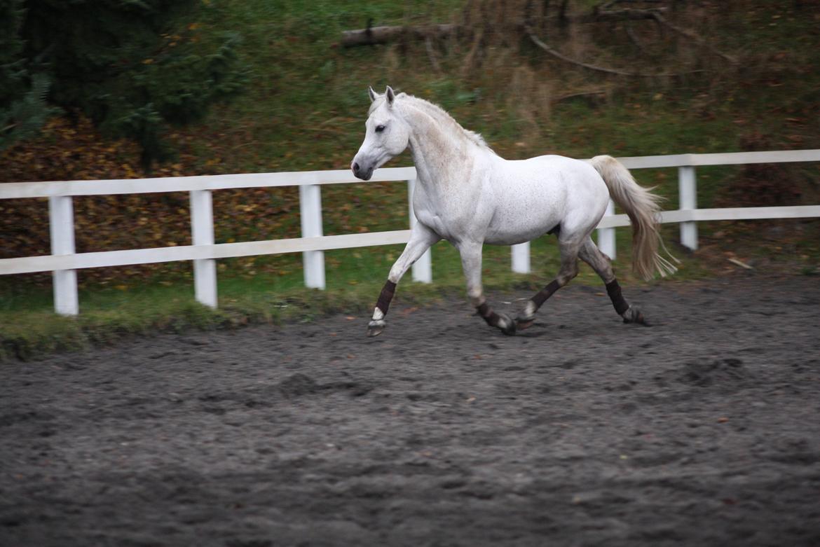 Arabisk fuldblod (OX) Shaklan Ibn Saskatoon - November 2015. billede 7