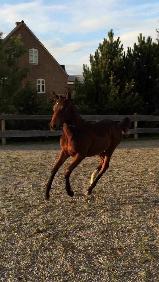 Anden særlig race Maggie billede 12