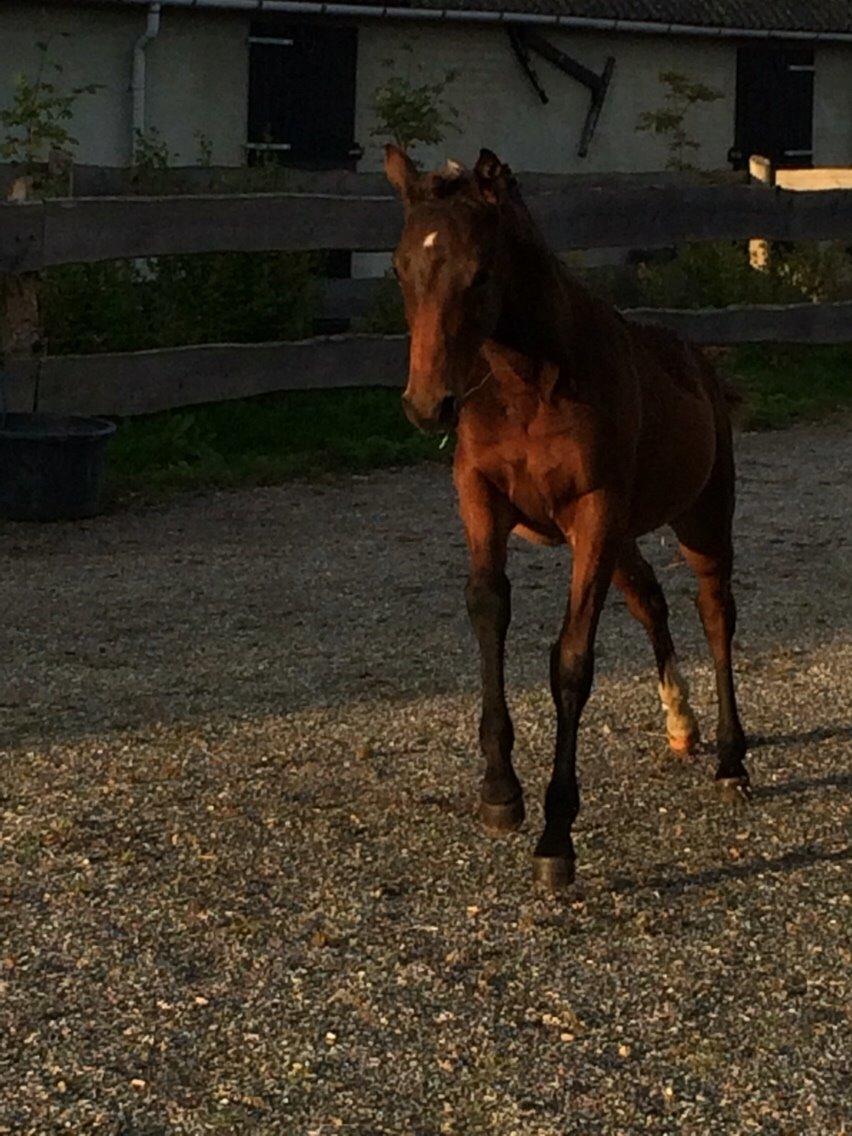 Anden særlig race Maggie billede 22