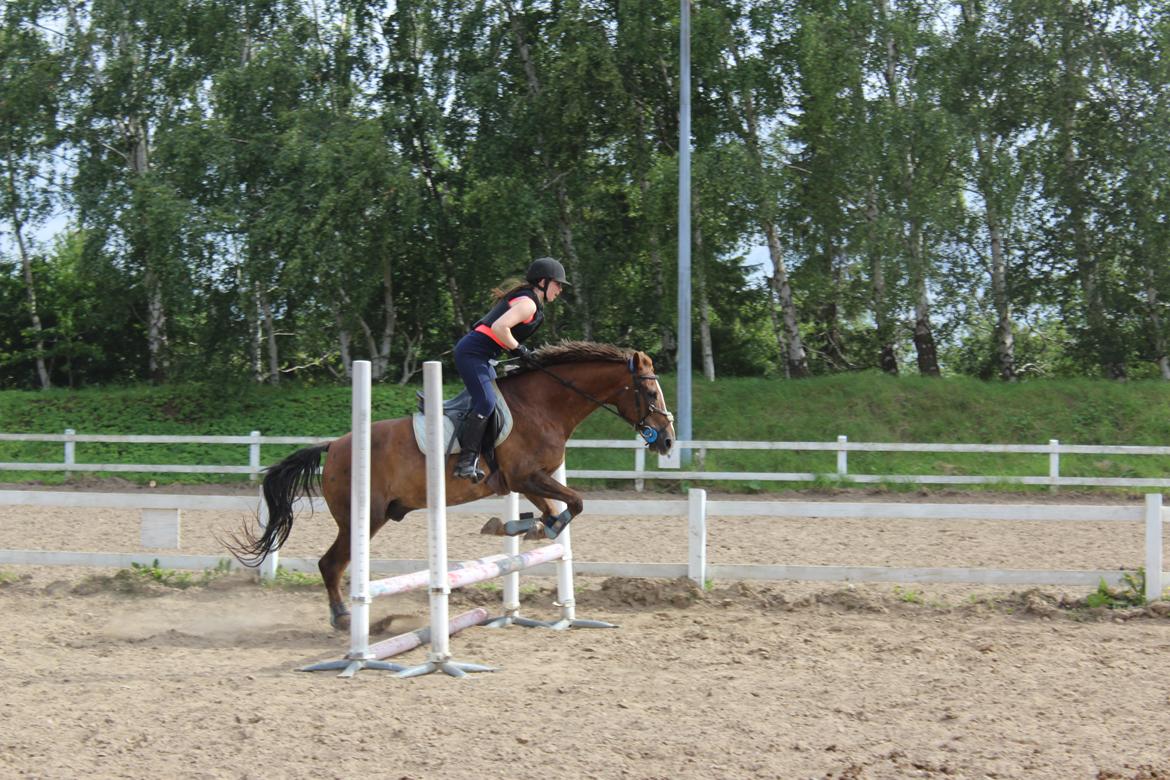 Anden særlig race Rubin [Babyhesten] - ♥♥#IWillNeverForgetYou♥♥ billede 9