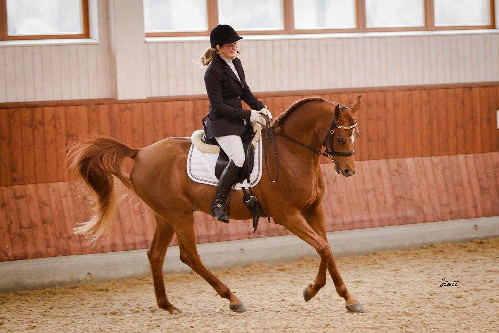 Arabisk fuldblod (OX) Flamme (SOLGT) - d. 24-25 oktober 2015 - Stævne KIRK Arabians. Foto: Simone Buchholtz Nedergaard. billede 43