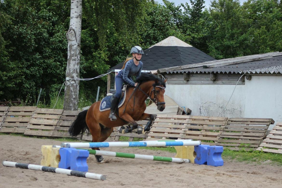 DSP Stald Poppels No Hippo Naomi billede 3
