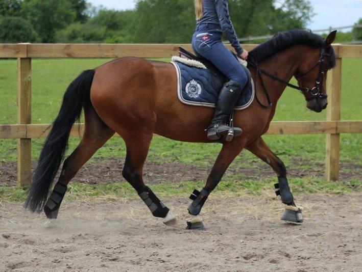 DSP Stald Poppels No Hippo Naomi billede 1
