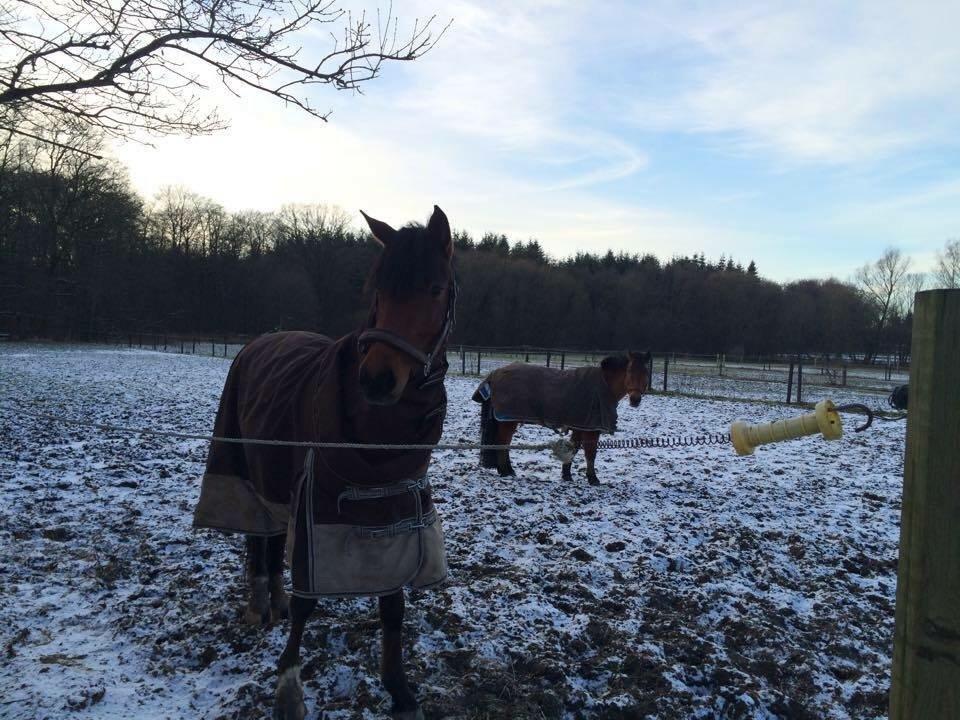 DSP Stald Poppels No Hippo Naomi billede 8