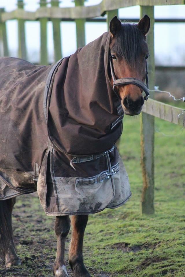 DSP Stald Poppels No Hippo Naomi billede 6