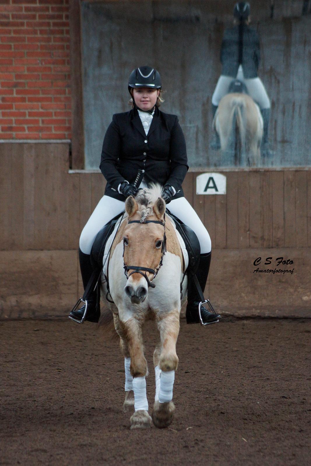 Fjordhest Boye billede 8