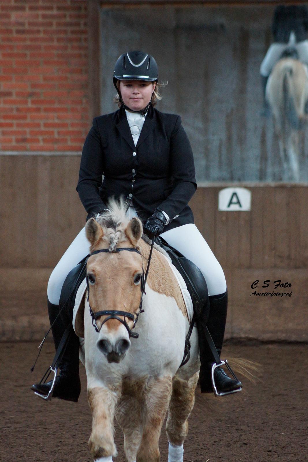 Fjordhest Boye billede 10
