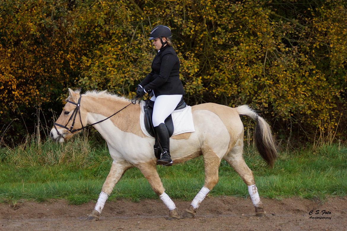 Fjordhest Boye billede 11