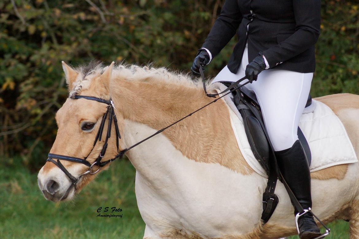 Fjordhest Boye billede 6