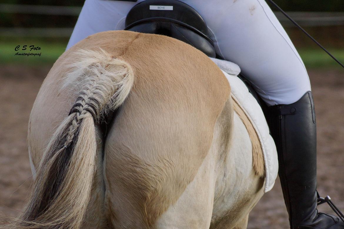 Fjordhest Boye billede 15