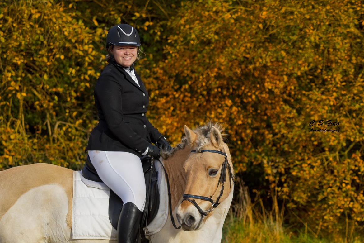 Fjordhest Boye billede 20