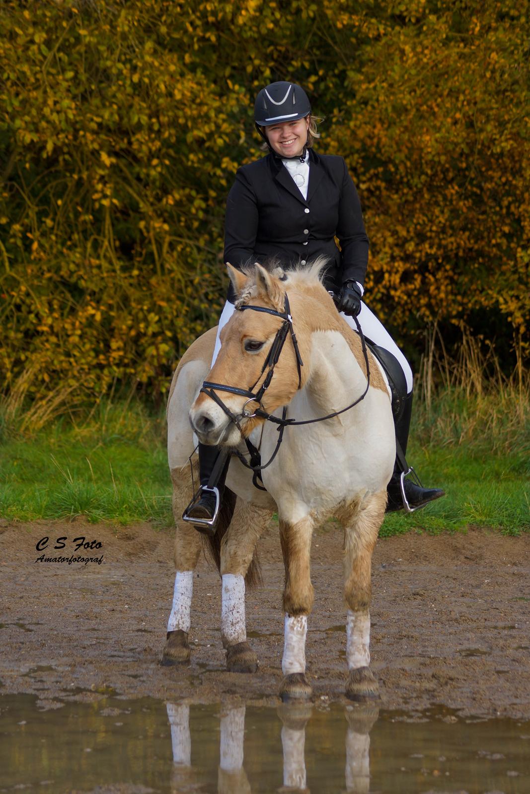 Fjordhest Boye billede 5