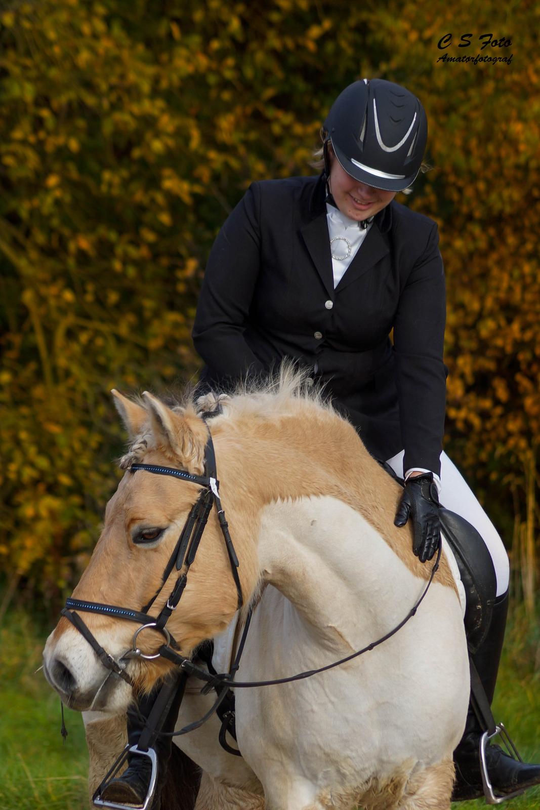 Fjordhest Boye billede 2