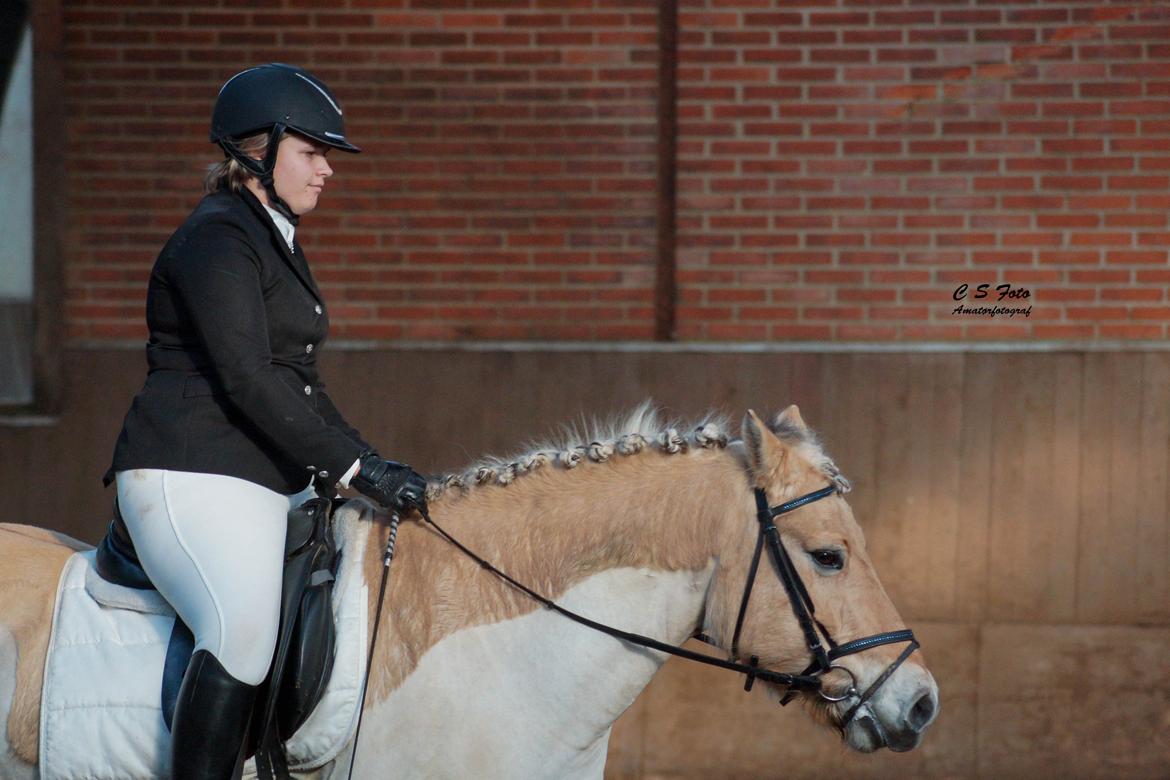 Fjordhest Boye billede 12