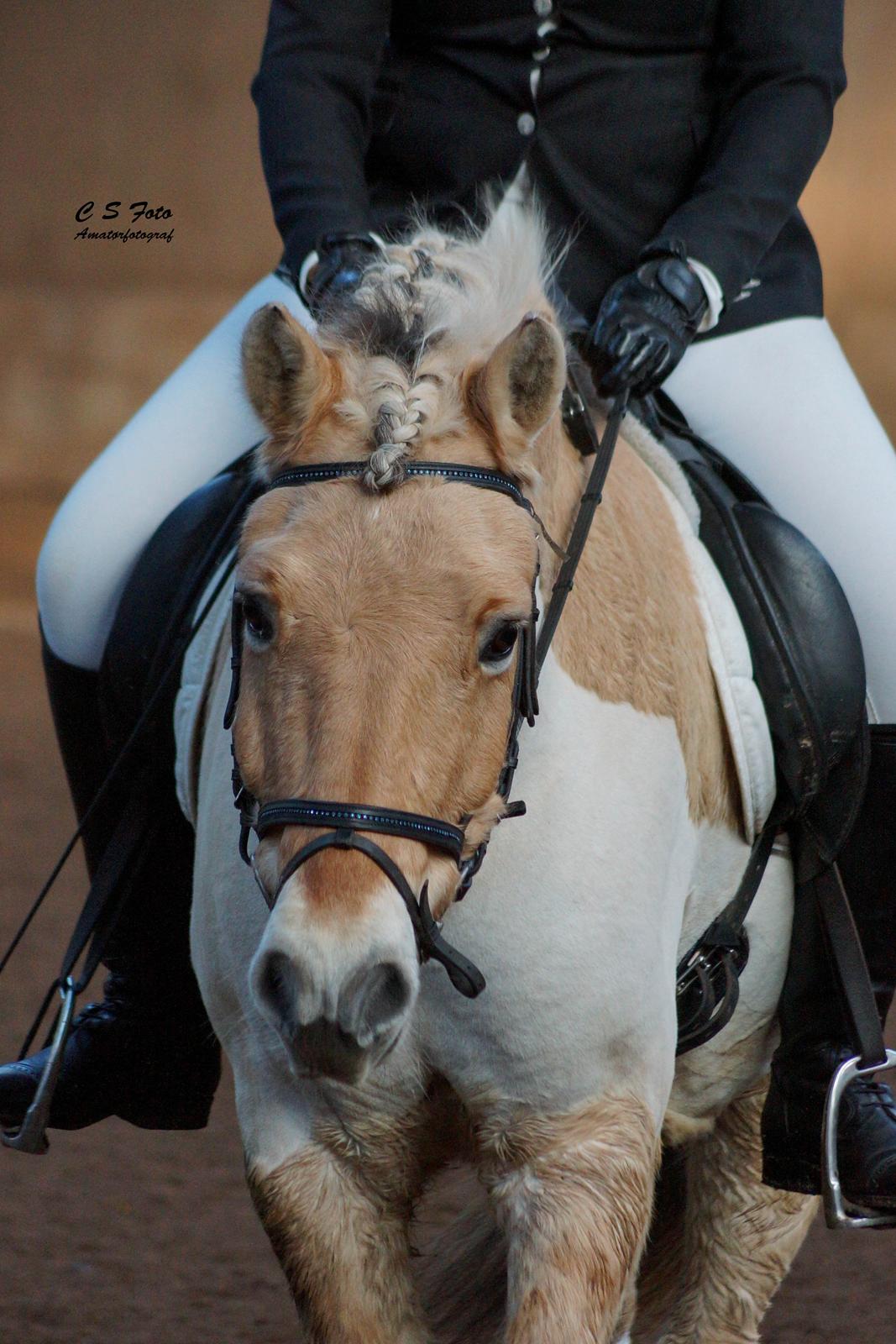 Fjordhest Boye billede 3