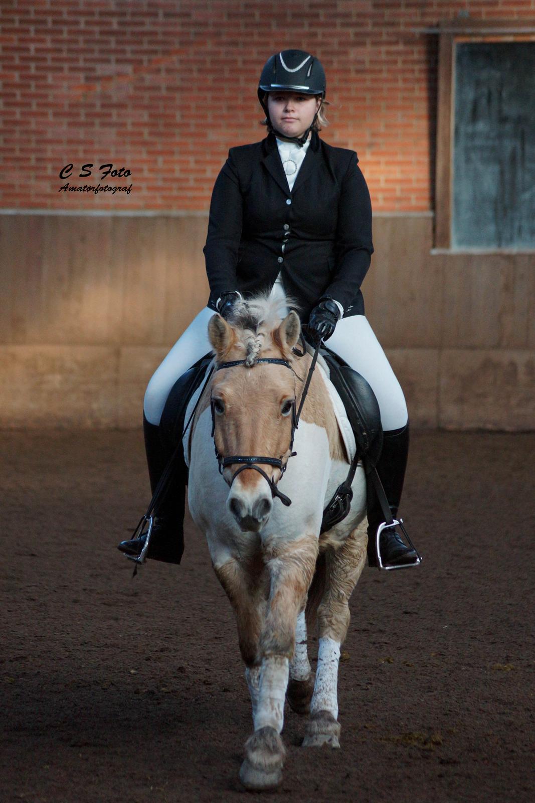 Fjordhest Boye billede 13