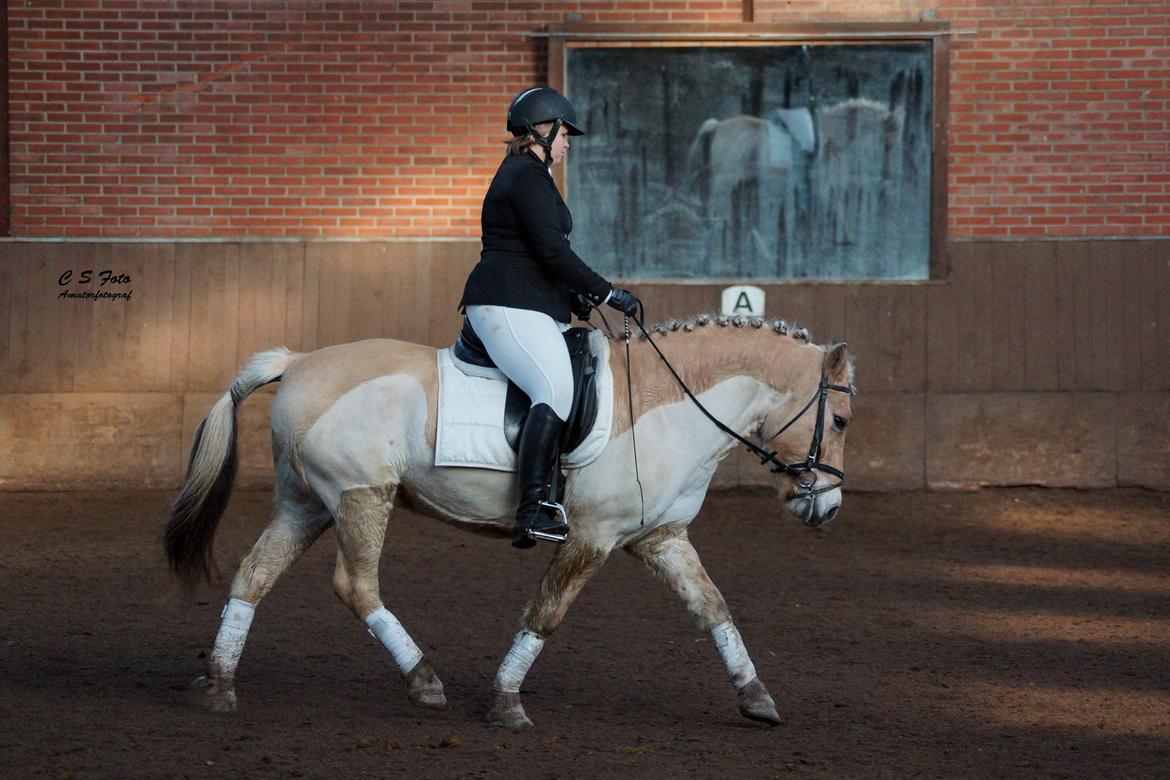 Fjordhest Boye billede 16