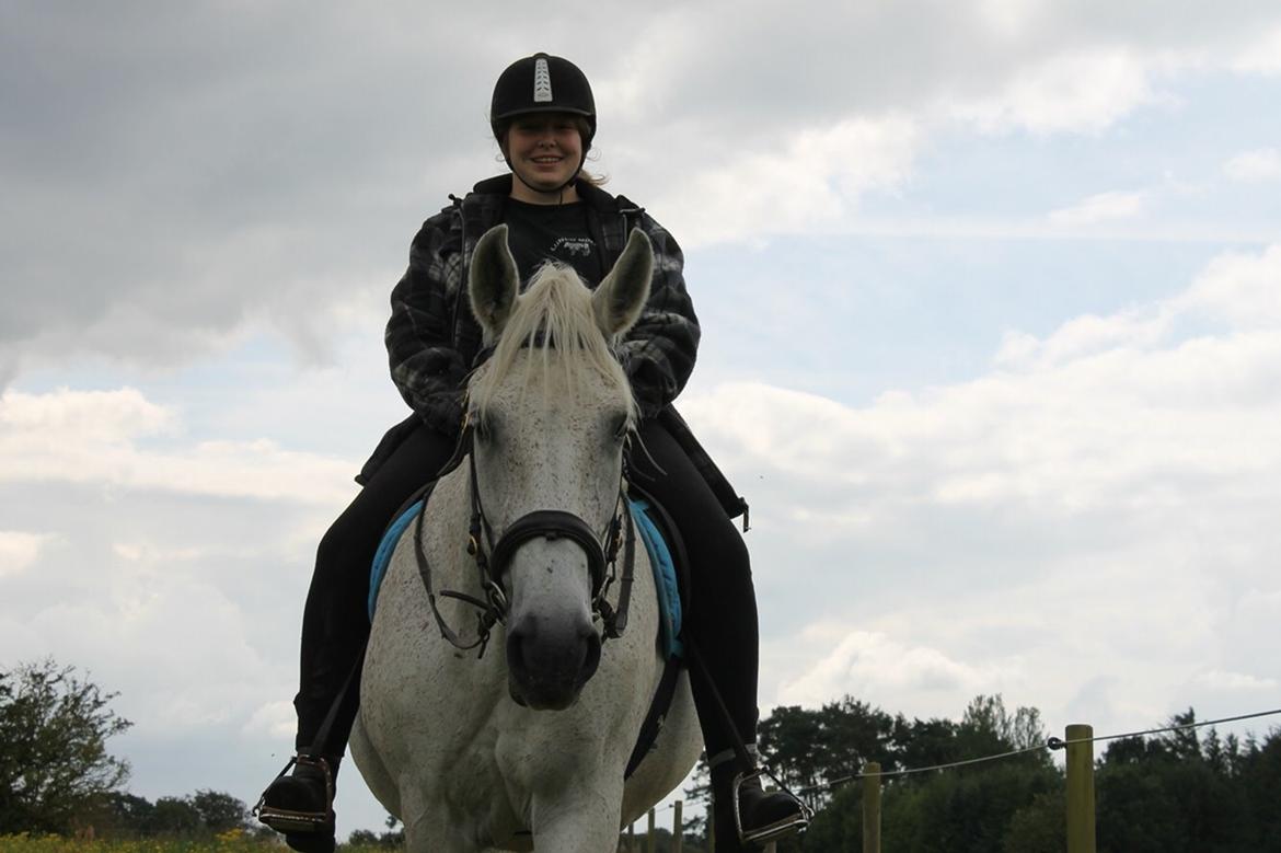 Lipizzaner Mille billede 9