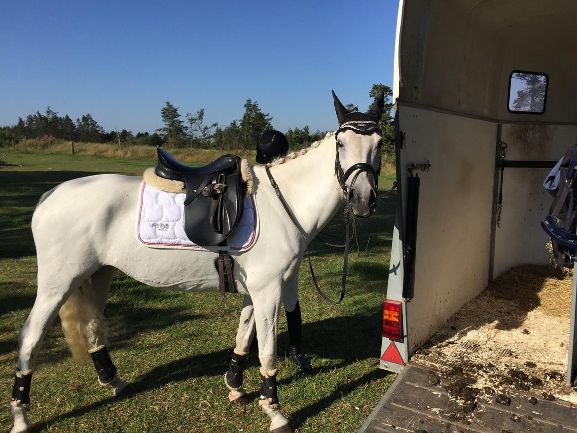 Anden særlig race Little light billede 8