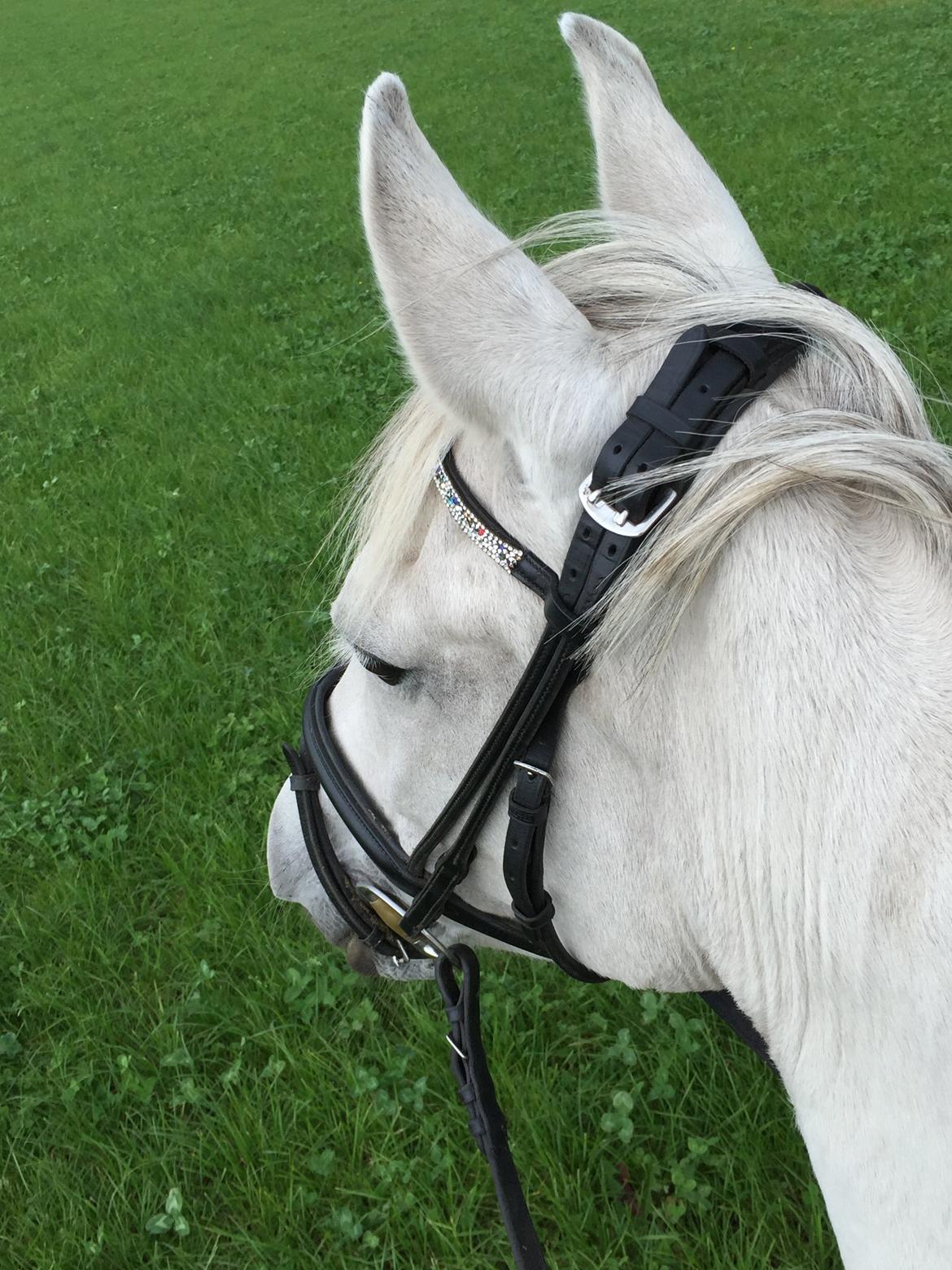 Anden særlig race Little light billede 9