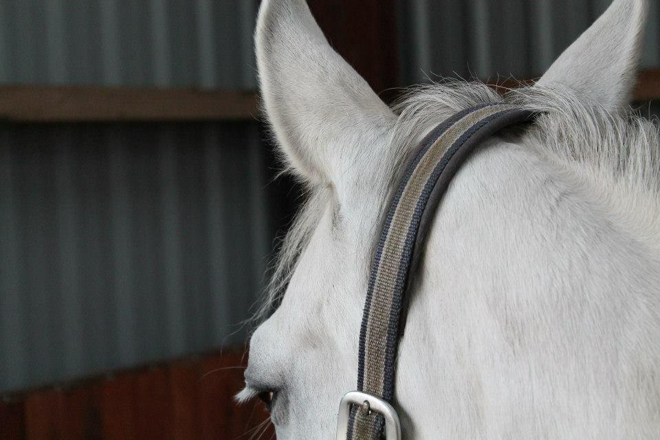 Anden særlig race Little light billede 4