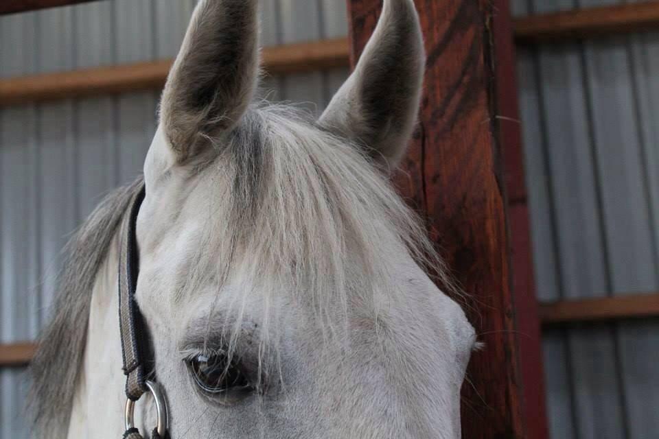 Anden særlig race Little light billede 2