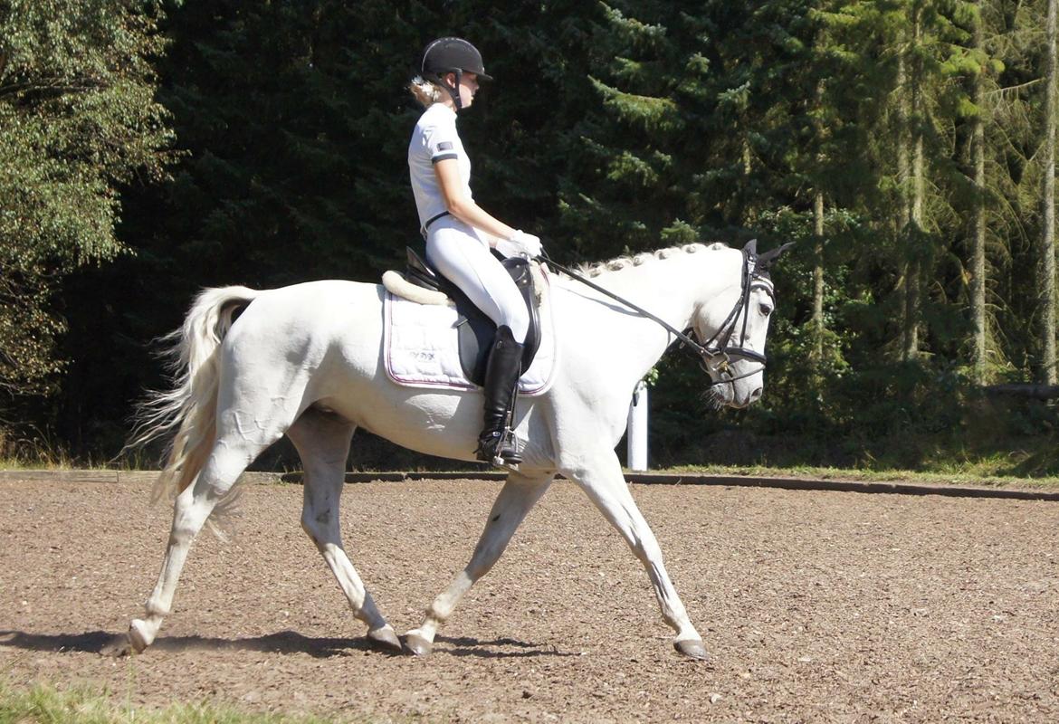 Anden særlig race Little light billede 5