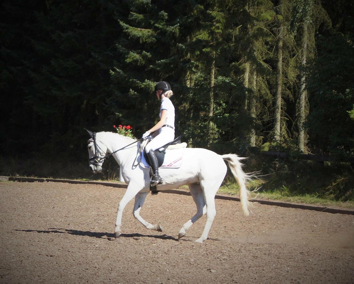 Anden særlig race Little light billede 6