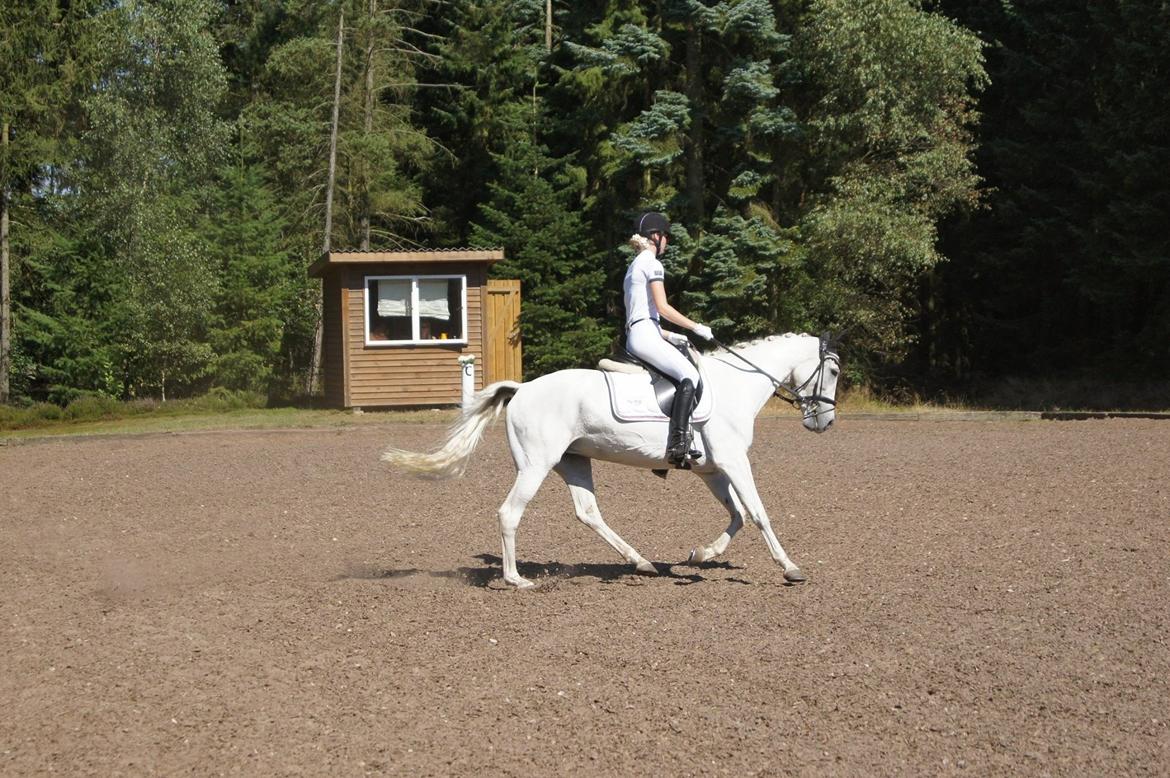 Anden særlig race Little light billede 7