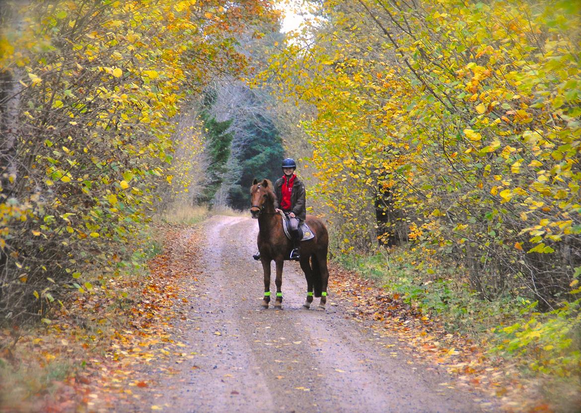 Svensk Sportspony  Casco <3 - Skovtur 7. november 2015 <3 billede 12