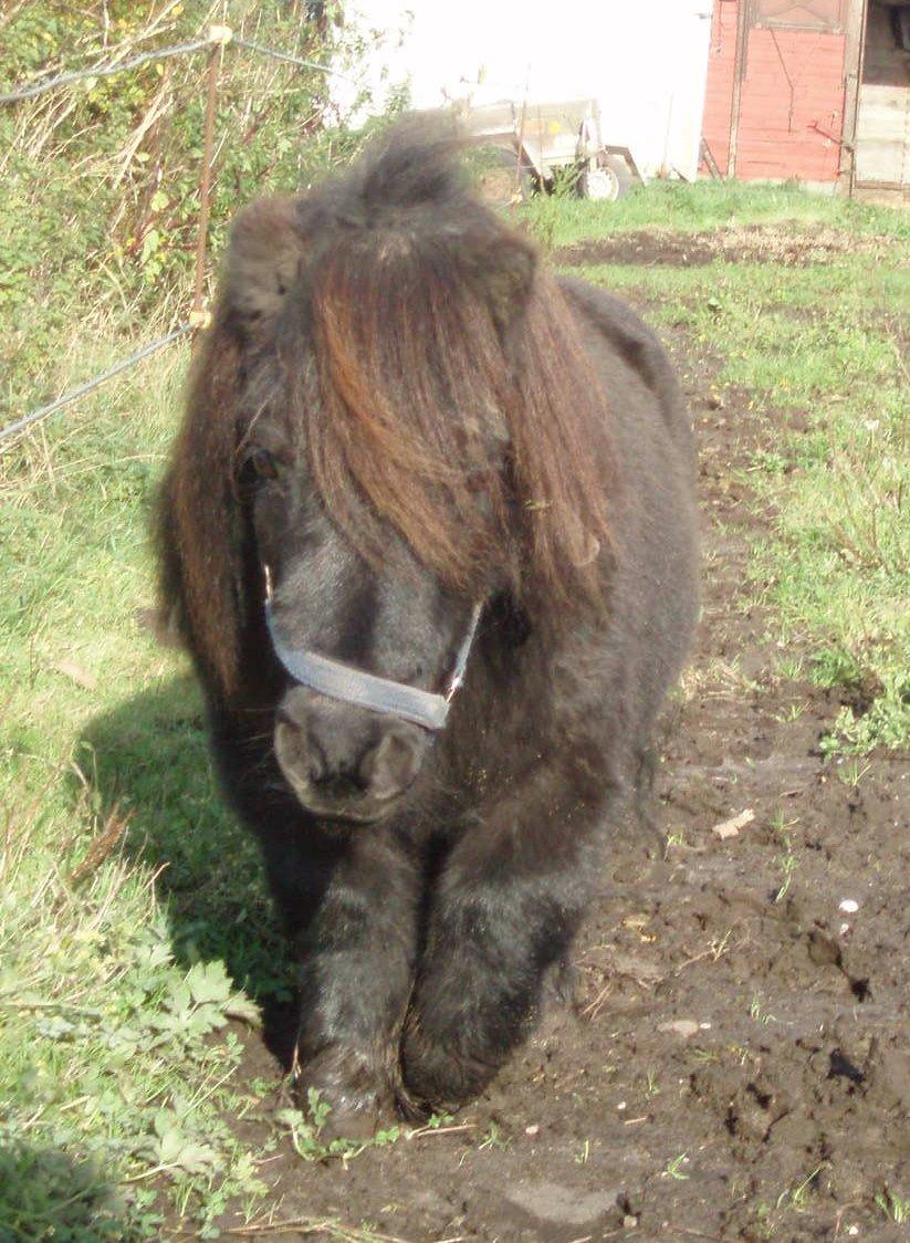 Anden særlig race Buster (Jarl) Sorte ganger - 8 November 2015 Buster i sol  billede 14