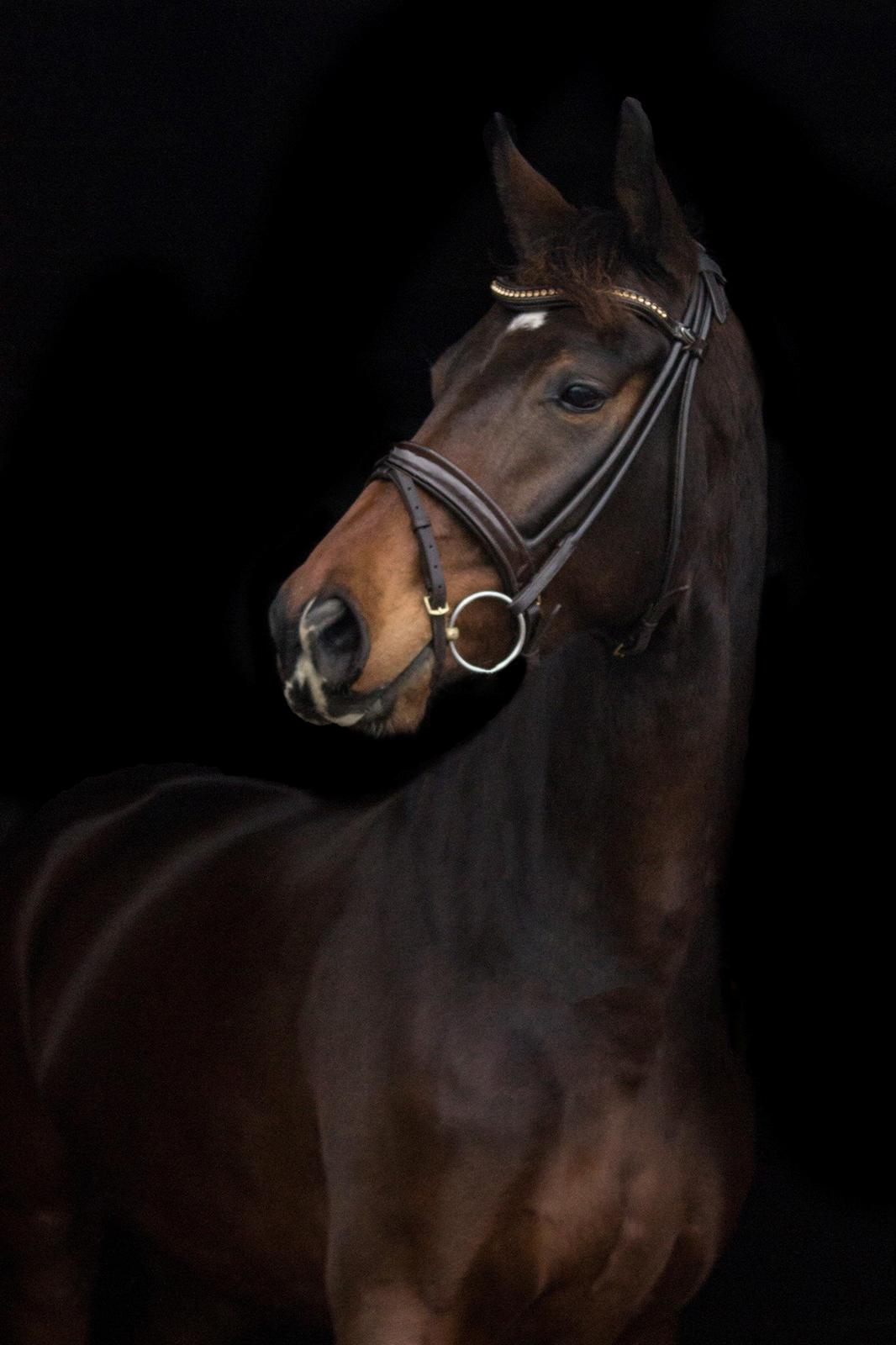 Dansk Varmblod Demi af Hedensminde billede 7