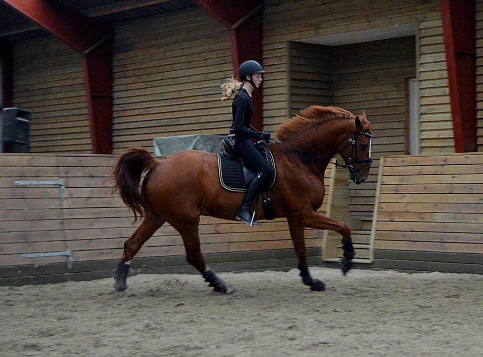 Anden særlig race Ørnemosegårds Ecco * Tiligere hest* - MP Photography billede 20