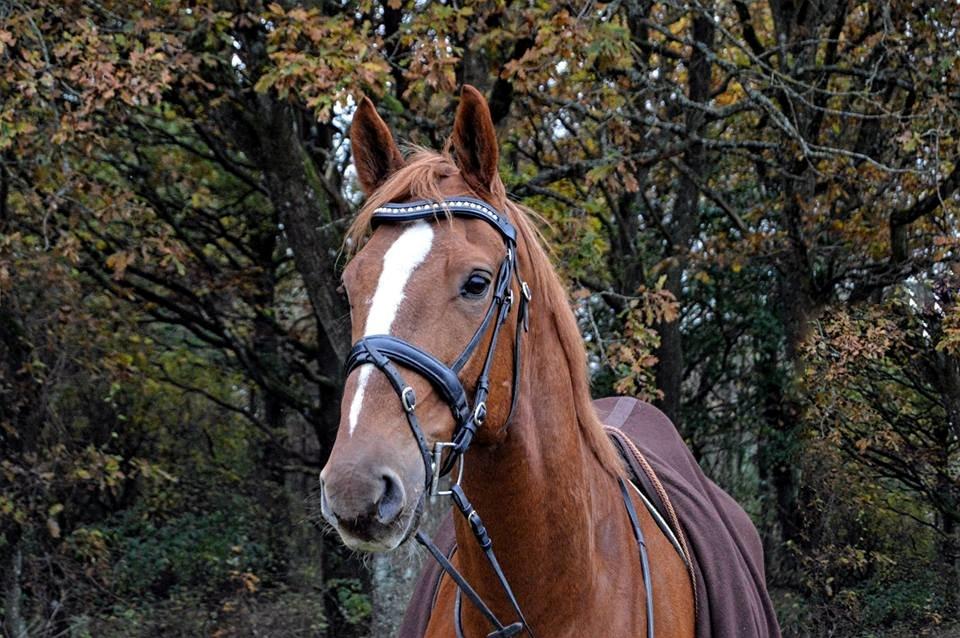 Anden særlig race Ørnemosegårds Ecco * Tiligere hest* - MP Photography billede 19