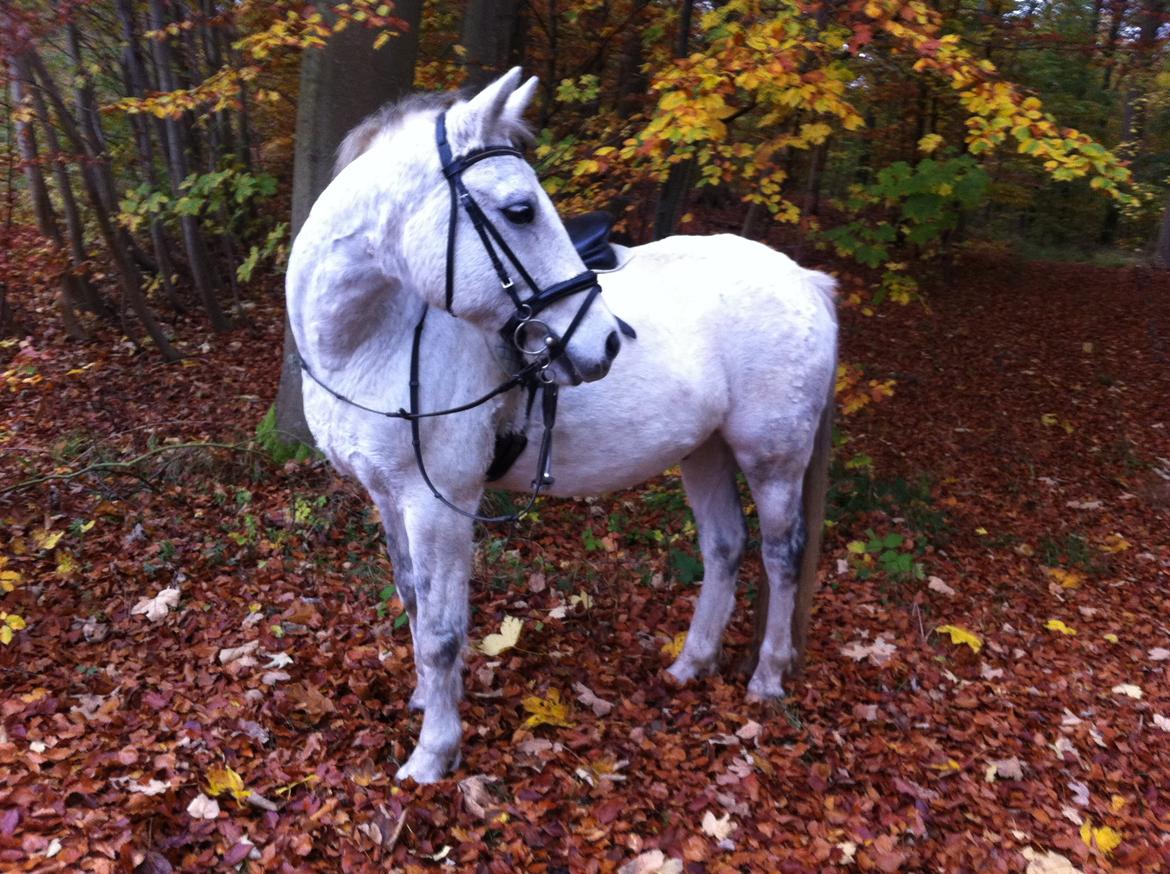 Connemara Sebastian Holmegård - 01-11-2015 billede 3