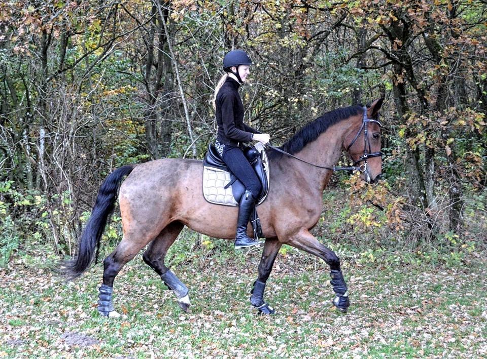 Dansk Varmblod Sky Ebony *Udlånt* billede 18