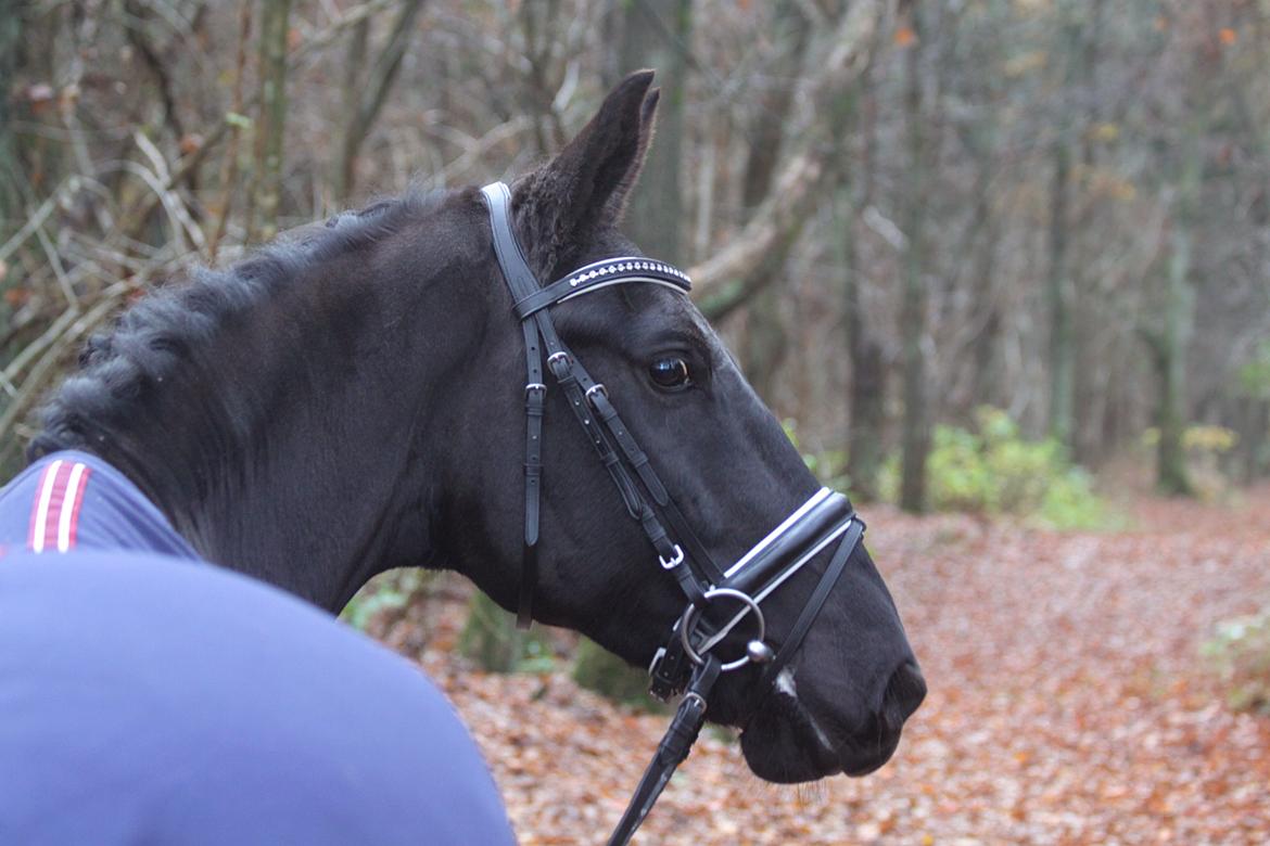 Oldenborg Fillip - Fotoshoot billede 15