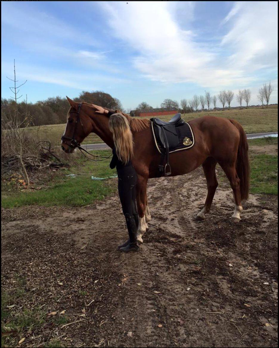 Dansk Varmblod Kiwi bramdal billede 3