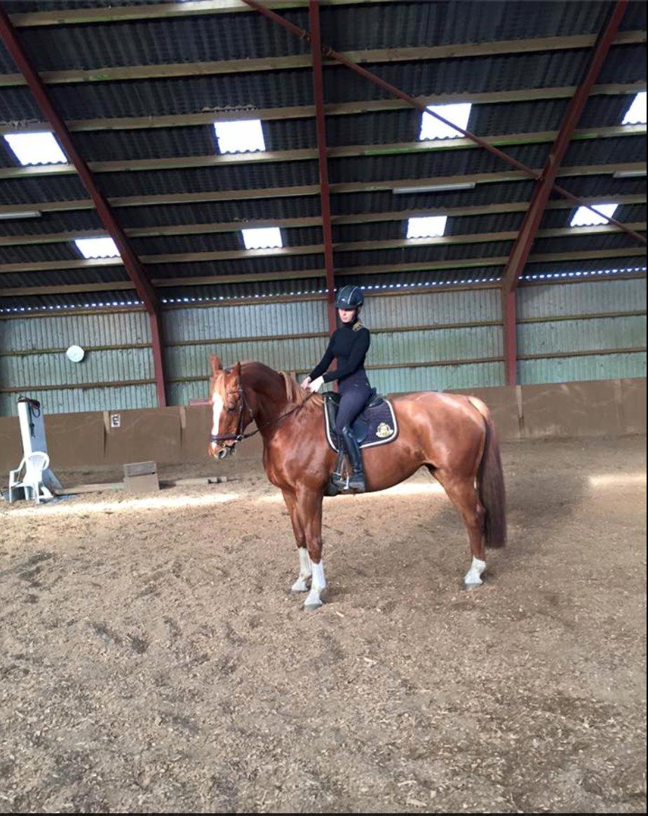 Dansk Varmblod Kiwi bramdal billede 7