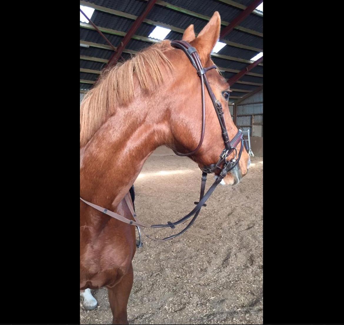 Dansk Varmblod Kiwi bramdal billede 11